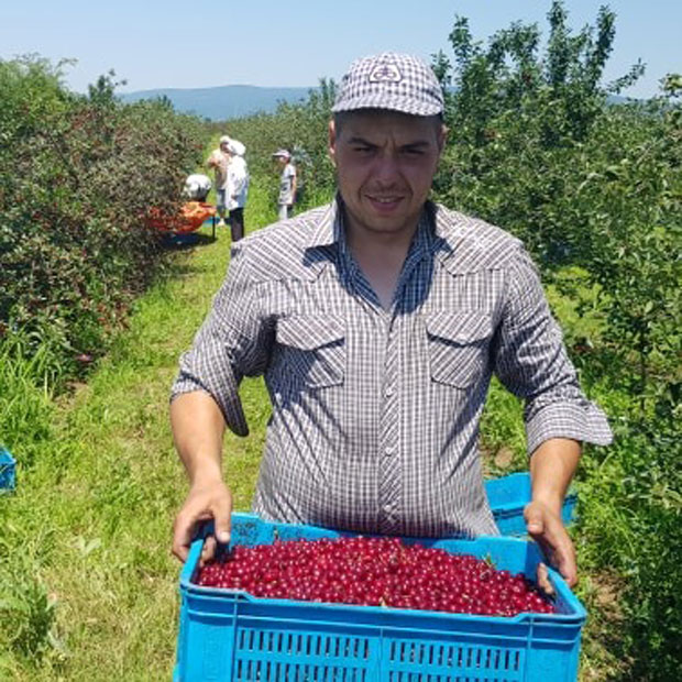 Одолеле су корони, граду и киши, а због откупне цене прети да остану необране: Са мерошинским вишњарима који увелико прикупљају никад једрије плодове (ВИДЕО)